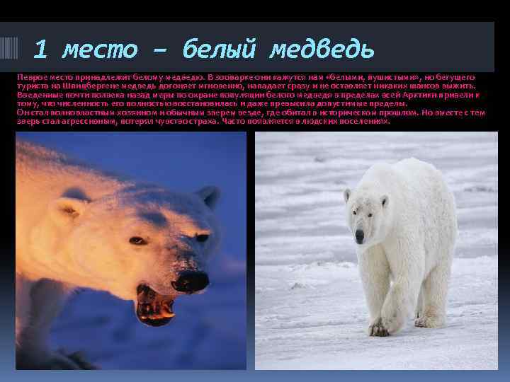 1 место – белый медведь Певрое место принадлежит белому медведю. В зоопарке они кажутся