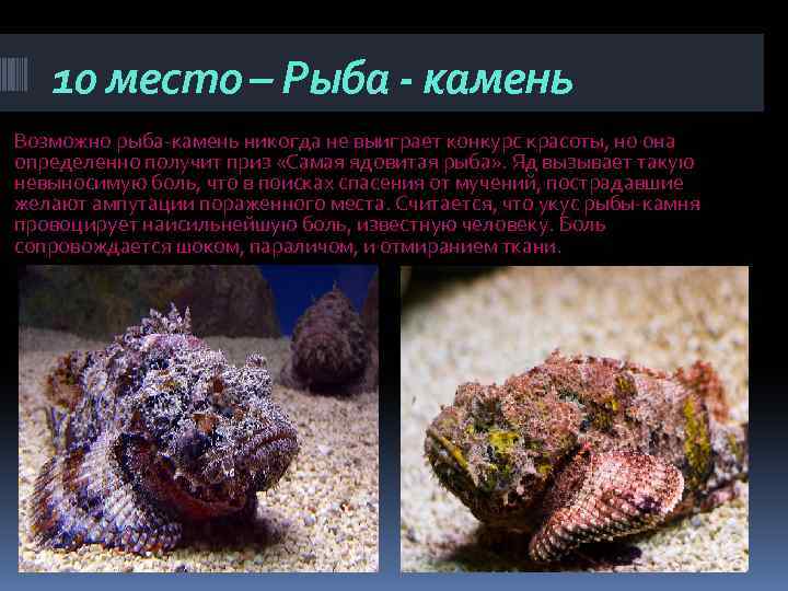 10 место – Рыба - камень Возможно рыба-камень никогда не выиграет конкурс красоты, но