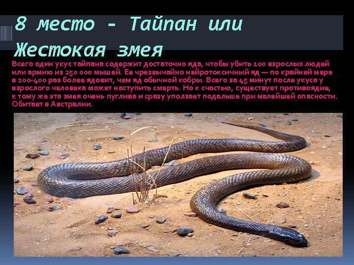 Тайпан и морозко держитесь. Змея Тайпан самая ядовитая змея в мире. Тайпан змея яд. Тайпаны ядовитые змеи.