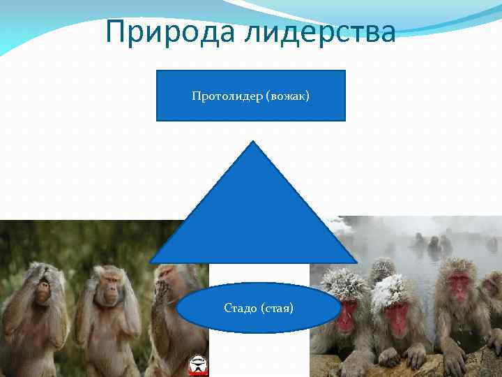 Природа лидерства Протолидер (вожак) Стадо (стая) 
