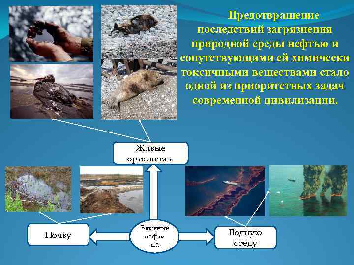 Предотвращение последствий загрязнения природной среды нефтью и сопутствующими ей химически токсичными веществами стало одной