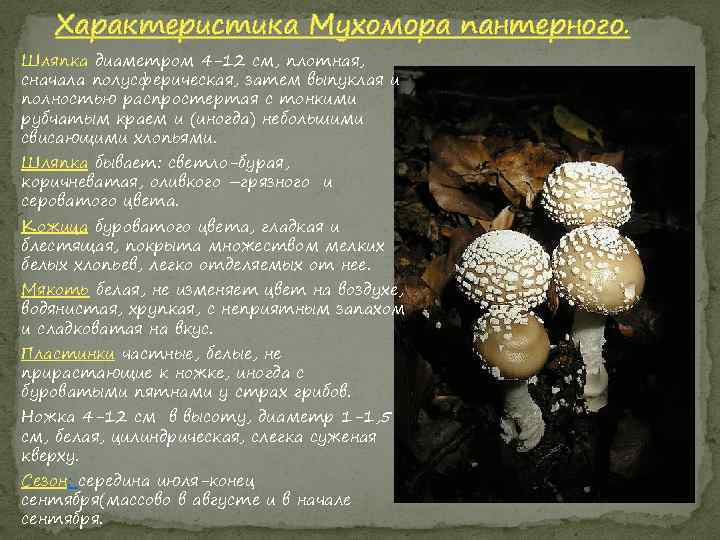 Характеристика Мухомора пантерного. Шляпка диаметром 4 -12 см, плотная, сначала полусферическая, затем выпуклая и