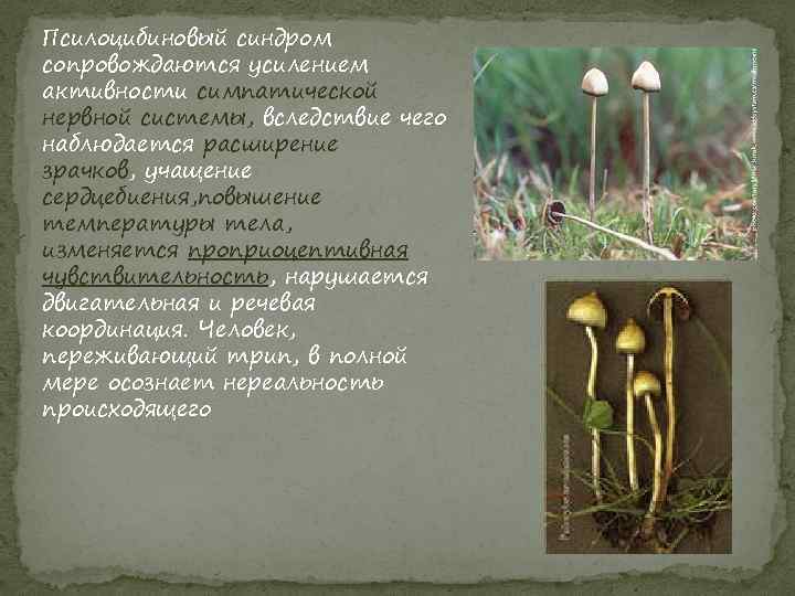Сколько держат грибы. Псилоцибиновые грибы описание. Галлюциногенные грибы псилоцибиновые грибы. Названия псилоцибиновых грибов. Наркотические грибы.