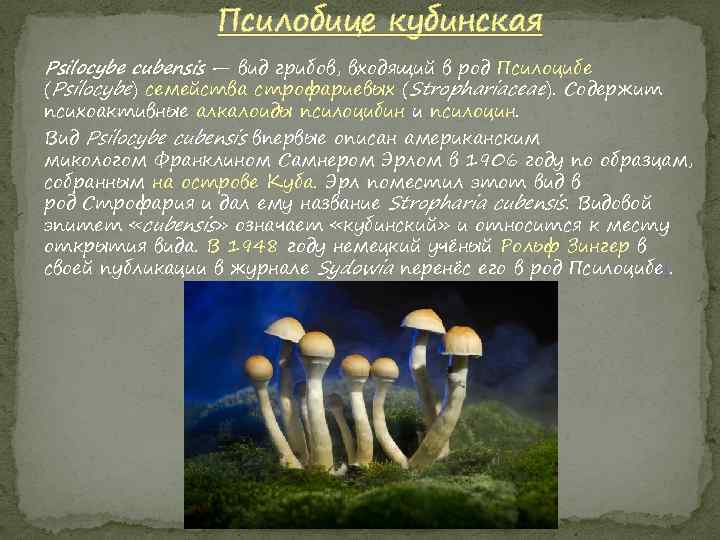 Псилобице кубинская Psilocybe cubensis — вид грибов, входящий в род Псилоцибе (Psilocybe) семейства строфариевых