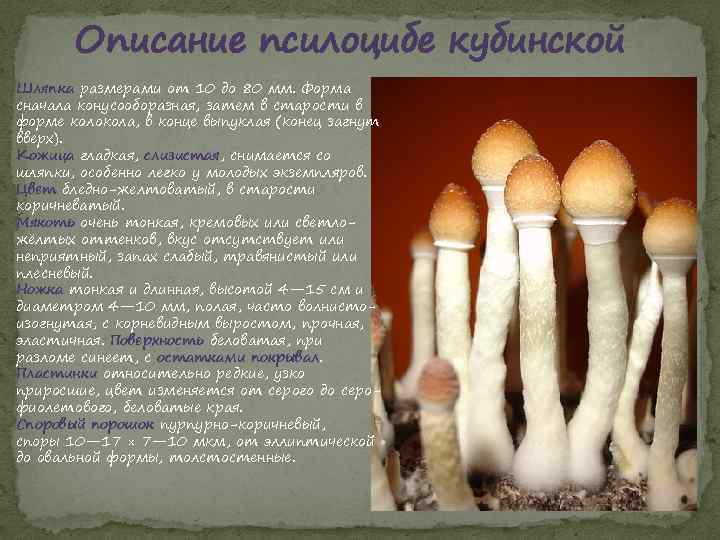 Описание псилоцибе кубинской Шляпка размерами от 10 до 80 мм. Форма сначала конусооборазная, затем