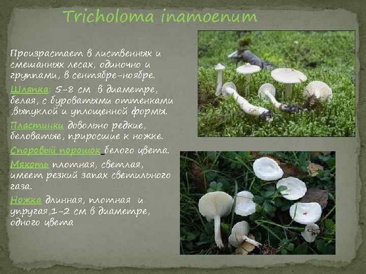 Tricholoma inamoenum Произрастает в лиственных и смешанных лесах, одиночно и группами, в сентябре-ноябре. Шляпка: