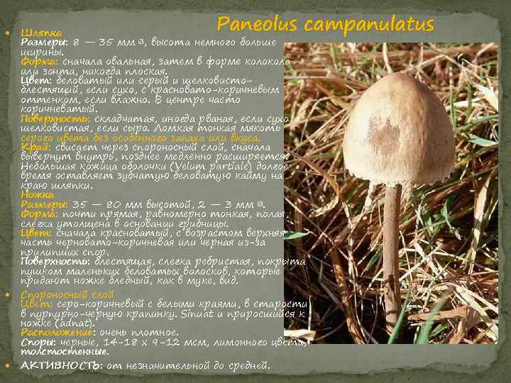  Paneolus campanulatus Шляпка Размеры: 8 — 35 мм ∅, высота немного больше ширины.