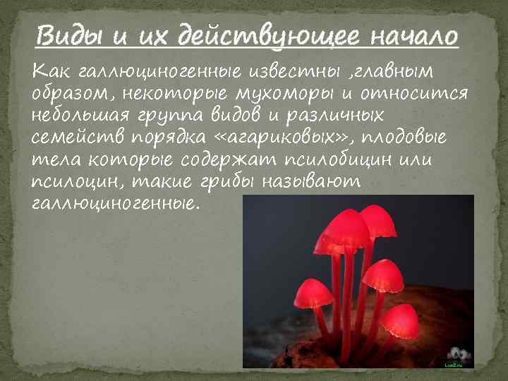 Виды и их действующее начало Как галлюциногенные известны , главным образом, некоторые мухоморы и