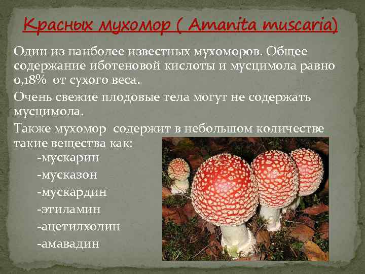 Красных мухомор ( Amanita muscaria) Один из наиболее известных мухоморов. Общее содержание иботеновой кислоты