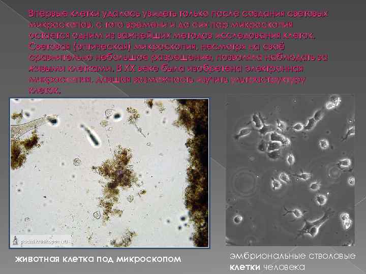 Впервые клетки удалось увидеть только после создания световых микроскопов, с того времени и до