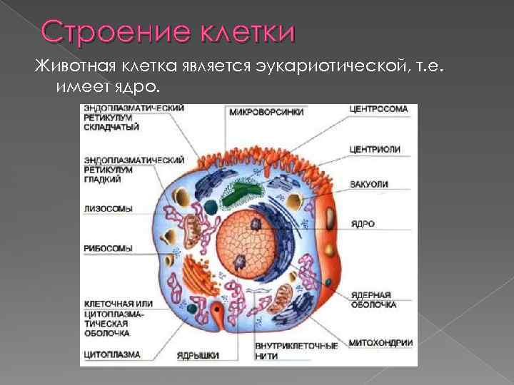 Строение клетки Животная клетка является эукариотической, т. е. имеет ядро. 