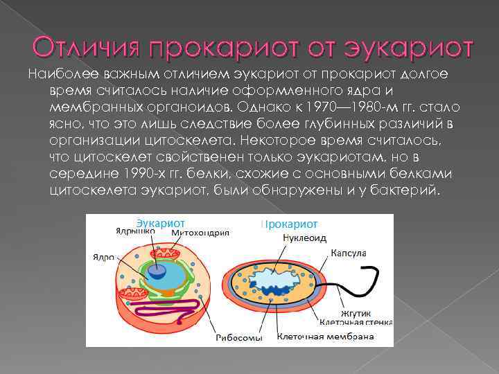 Клетки прокариот отличаются. Отличие прокариот от эукариот. Отличия клеток прокариот от эукариот. Клетки прокариот в отличие от клеток эукариот. Отличие прокариотической клетки от эукариотической клетки.