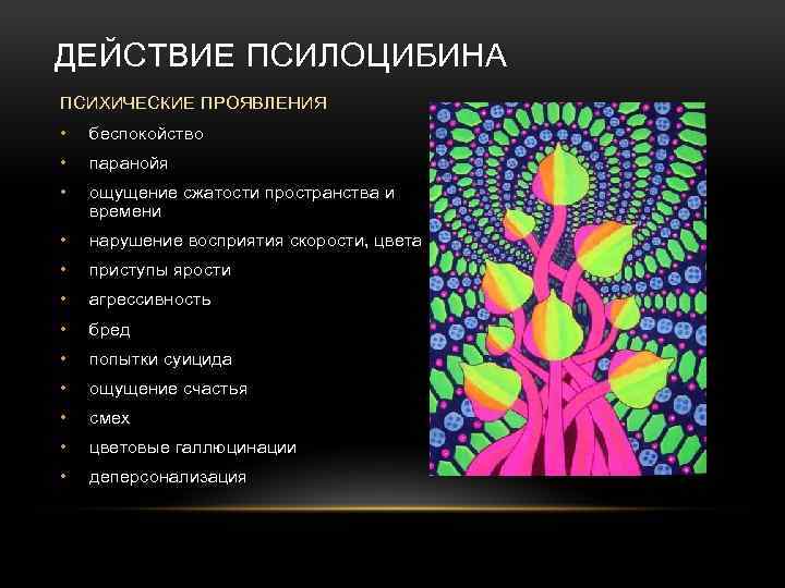 ДЕЙСТВИЕ ПСИЛОЦИБИНА ПСИХИЧЕСКИЕ ПРОЯВЛЕНИЯ • беспокойство • паранойя • ощущение сжатости пространства и времени