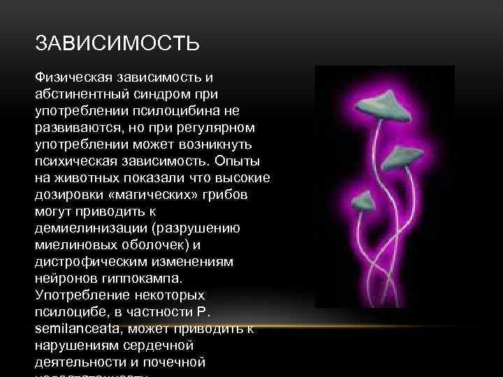 ЗАВИСИМОСТЬ Физическая зависимость и абстинентный синдром при употреблении псилоцибина не развиваются, но при регулярном