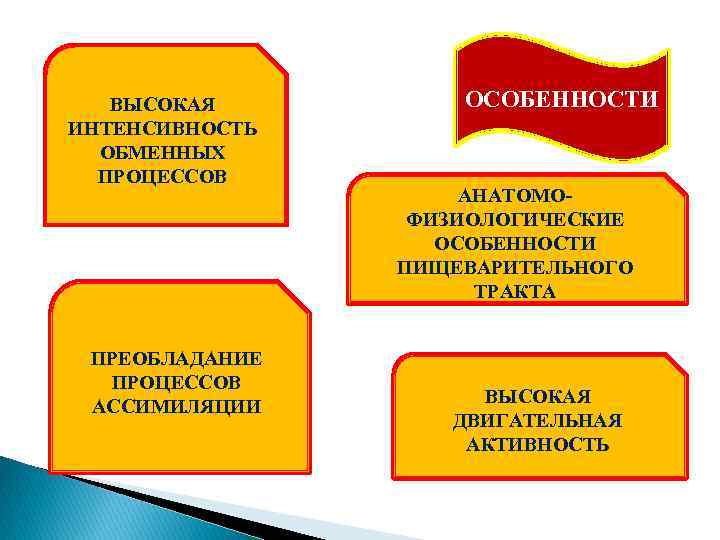 ВЫСОКАЯ ИНТЕНСИВНОСТЬ ОБМЕННЫХ ПРОЦЕССОВ ПРЕОБЛАДАНИЕ ПРОЦЕССОВ АССИМИЛЯЦИИ ОСОБЕННОСТИ АНАТОМОФИЗИОЛОГИЧЕСКИЕ ОСОБЕННОСТИ ПИЩЕВАРИТЕЛЬНОГО ТРАКТА ВЫСОКАЯ ДВИГАТЕЛЬНАЯ