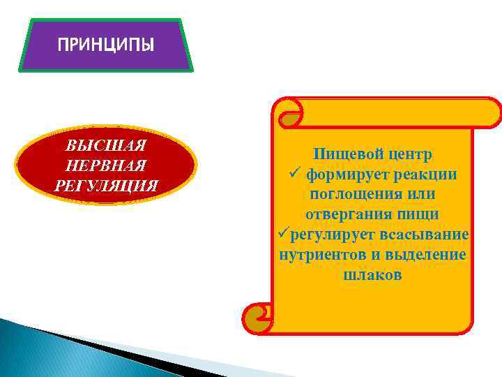 ПРИНЦИПЫ ВЫСШАЯ НЕРВНАЯ РЕГУЛЯЦИЯ Пищевой центр ü формирует реакции поглощения или отвергания пищи üрегулирует