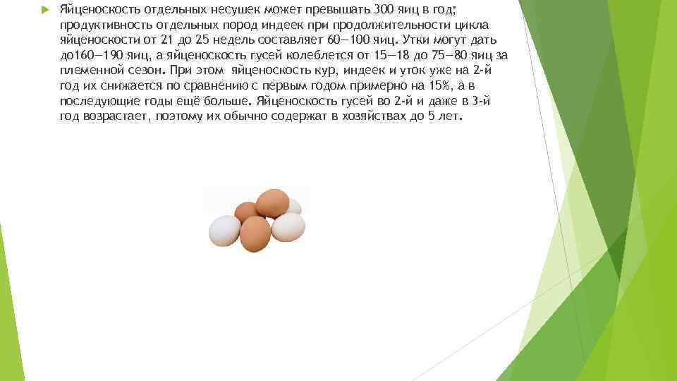  Яйценоскость отдельных несушек может превышать 300 яиц в год; продуктивность отдельных пород индеек