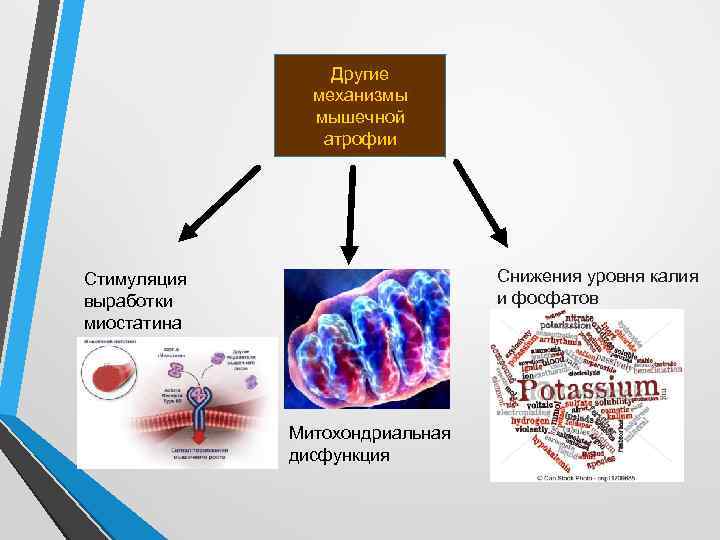 Другие механизмы мышечной атрофии Снижения уровня калия и фосфатов Стимуляция выработки миостатина Митохондриальная дисфункция