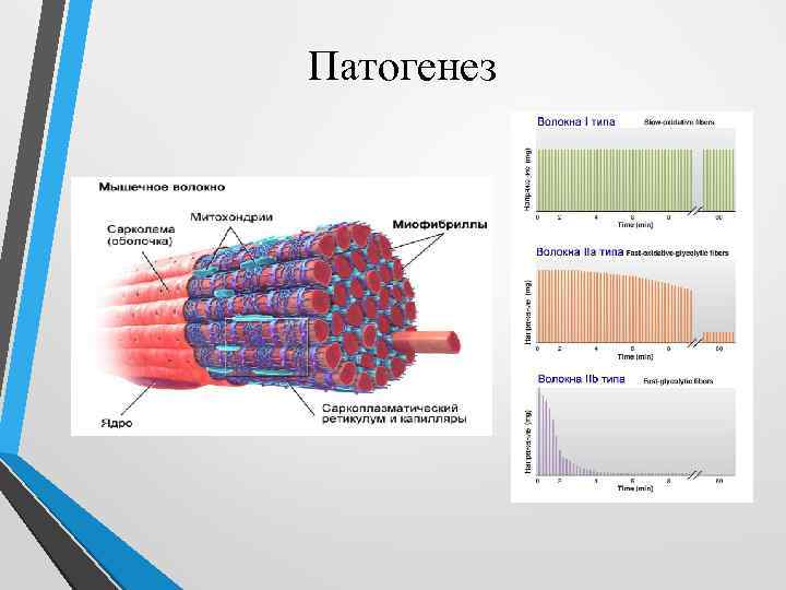 Патогенез 