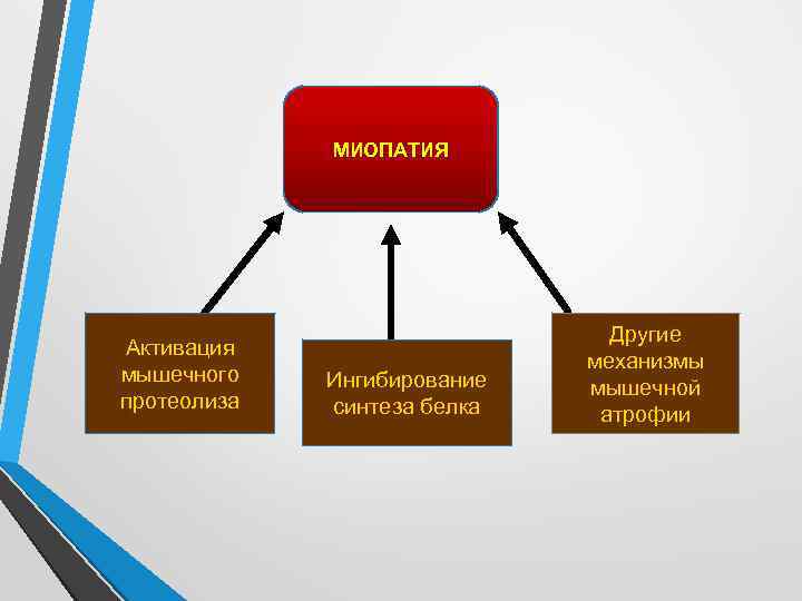 МИОПАТИЯ Активация мышечного протеолиза Ингибирование синтеза белка Другие механизмы мышечной атрофии 