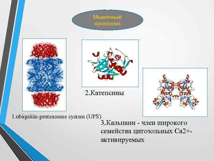 Мышечный протеолиз 2. Катепсины 1. ubiquitin-proteasome system (UPS) 3. Кальпаин - член широкого семейства