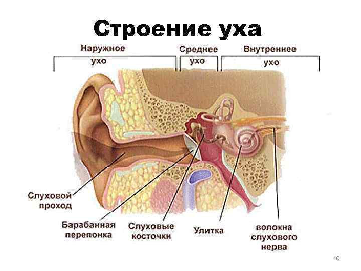 Строение уха 10 