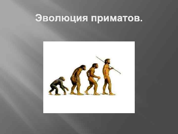 Происхождение и этапы эволюции. Эволюция приматов. Эволюция приматов и человека. Схема эволюции приматов и человека. Эволюция приматов до возникновения человека.
