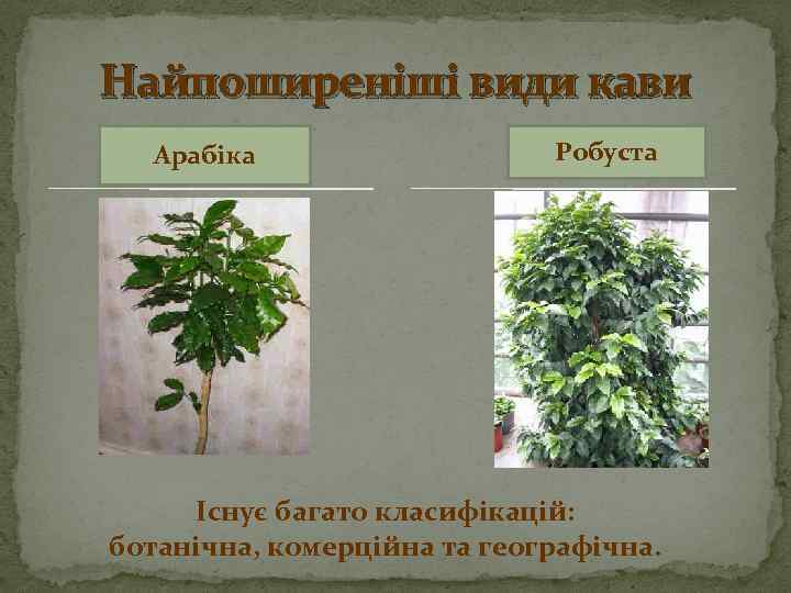 Найпоширеніші види кави Арабіка Робуста Існує багато класифікацій: ботанічна, комерційна та географічна. 