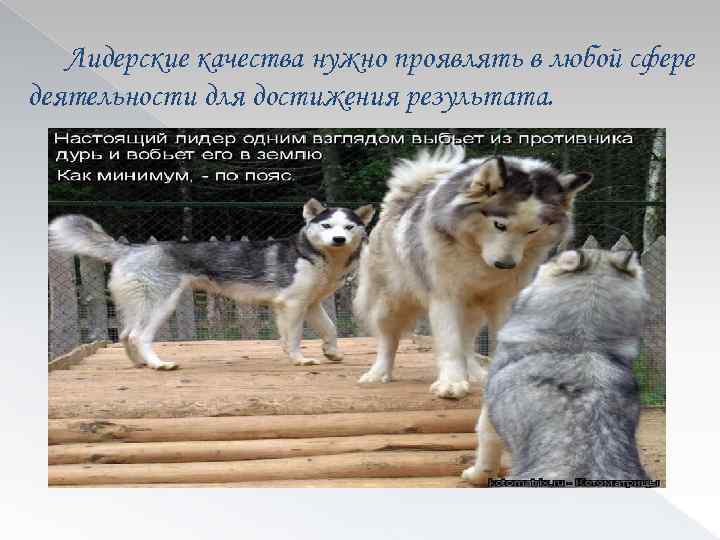 Лидерские качества нужно проявлять в любой сфере деятельности для достижения результата. 