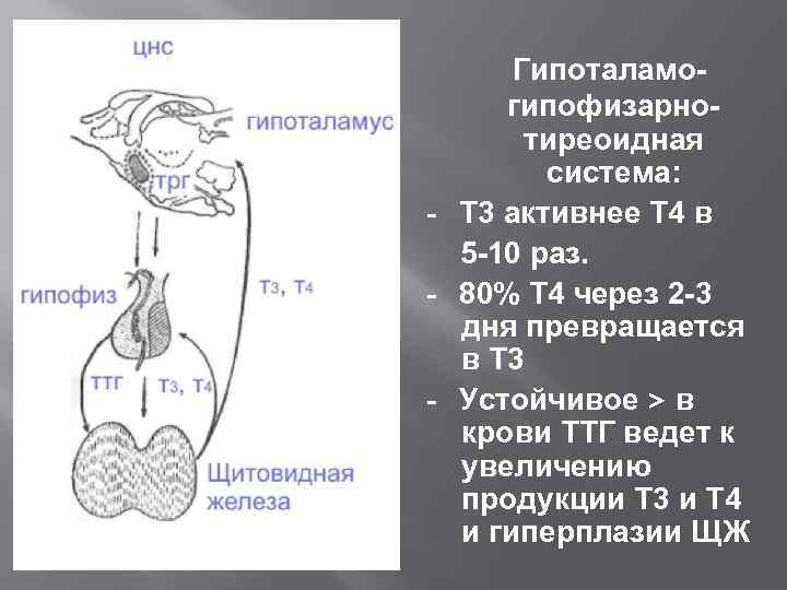 Гипоталамогипофизарнотиреоидная система: - Т 3 активнее Т 4 в 5 -10 раз. - 80%