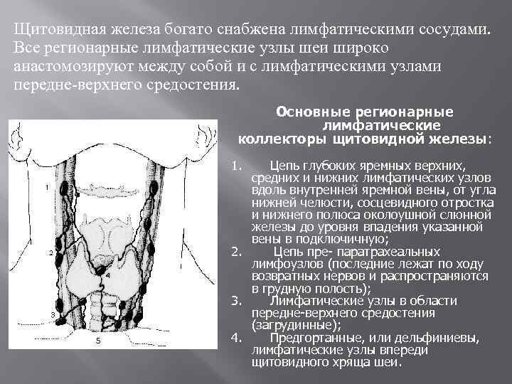 Щитовидная железа богато снабжена лимфатическими сосудами. Все регионарные лимфатические узлы шеи широко анастомозируют между