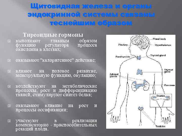 Щитовидная железа и органы эндокринной системы связаны теснейшим образом Тиреоидные гормоны выполняют главным функцию