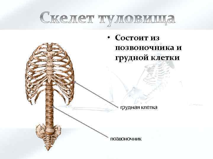  • Состоит из позвоночника и грудной клетки грудная клетка позвоночник 