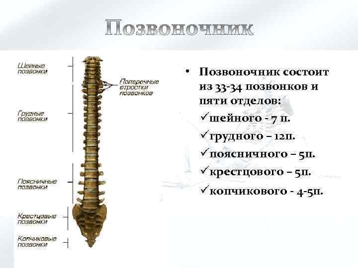  • Позвоночник состоит из 33 -34 позвонков и пяти отделов: üшейного - 7