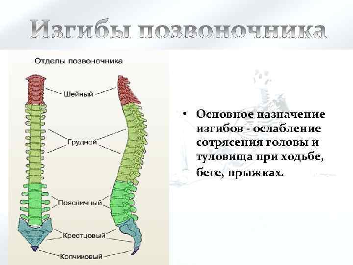  • Основное назначение изгибов - ослабление сотрясения головы и туловища при ходьбе, беге,