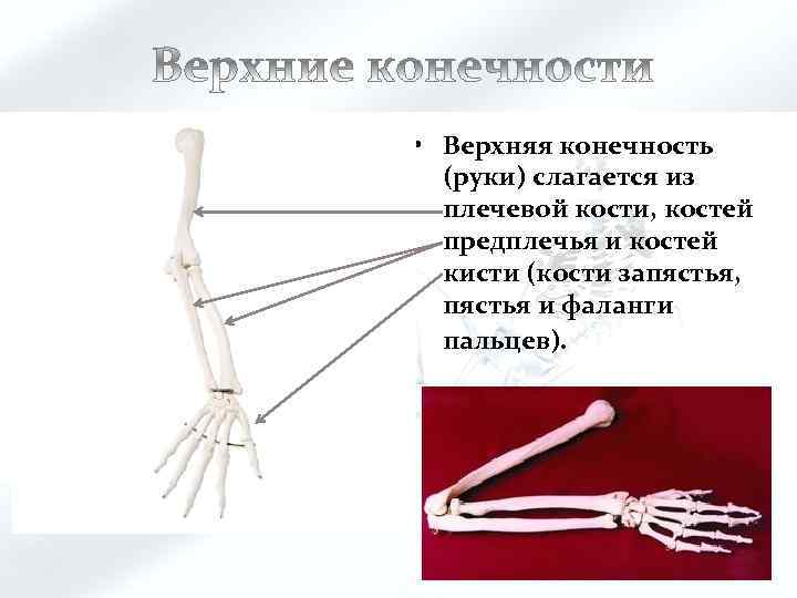  • Верхняя конечность (руки) слагается из плечевой кости, костей предплечья и костей кисти