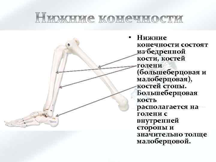 Скелет передней конечности состоит из. Нижняя конечность состоит. Из чего состоят конечности. Из чего состоит нога.