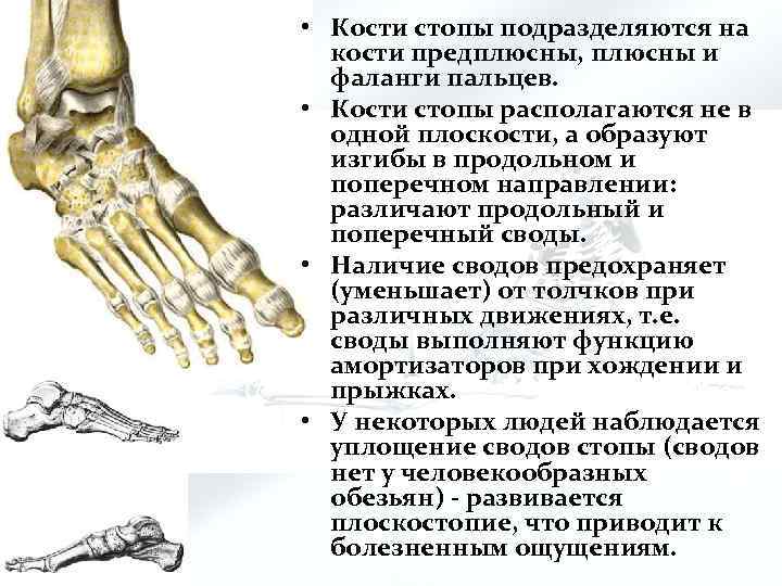  • Кости стопы подразделяются на кости предплюсны, плюсны и фаланги пальцев. • Кости