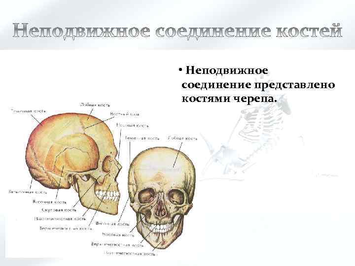  • Неподвижное соединение представлено костями черепа. 