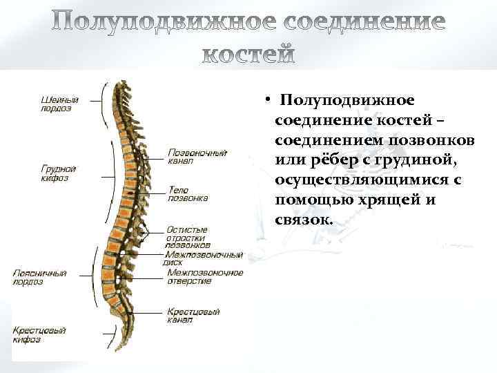  • Полуподвижное соединение костей – соединением позвонков или рёбер с грудиной, осуществляющимися с