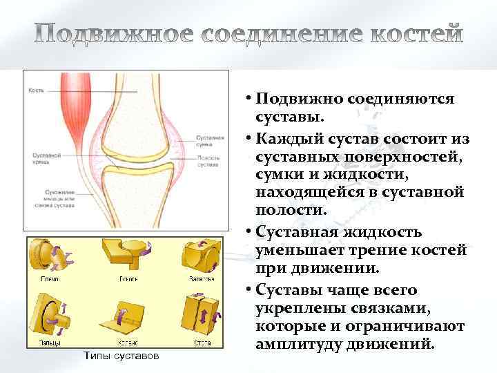 Типы суставов • Подвижно соединяются суставы. • Каждый сустав состоит из суставных поверхностей, сумки