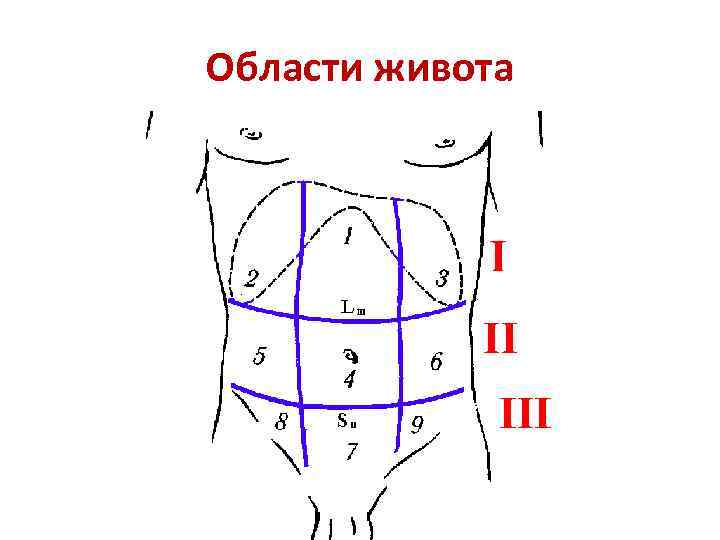 Проекция брюшной стенки. Области живота анатомия схема. Топографические области живота. Деление брюшной полости на этажи схема. Топографические линии живота.