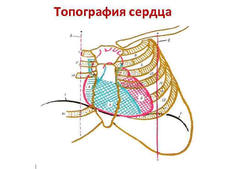 Топография сердца схема