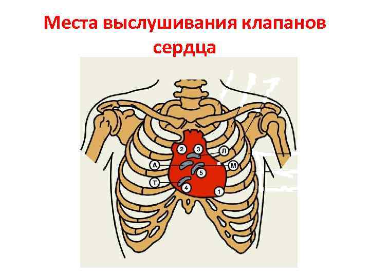 Места проекции клапанов сердца