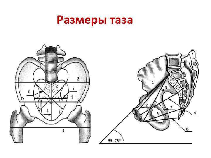 Малый таз свободная