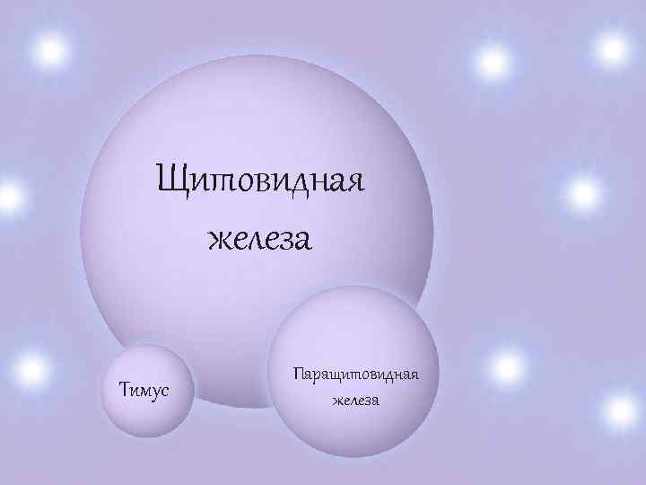 Щитовидная железа Тимус Паращитовидная железа 