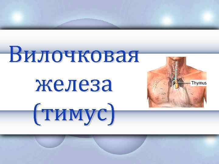 Вилочковая железа (тимус) 