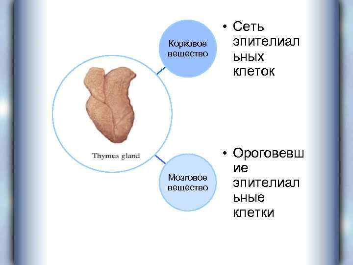 Корковое вещество • Сеть эпителиал ьных клеток Мозговое вещество • Ороговевш ие эпителиал ьные