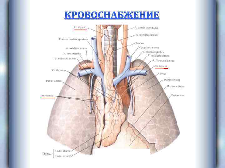 КРОВОСНАБЖЕНИЕ 