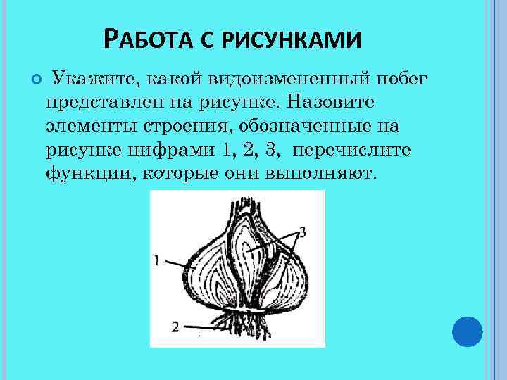РАБОТА С РИСУНКАМИ Укажите, какой видоизмененный побег представлен на рисунке. Назовите элементы строения, обозначенные